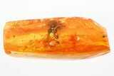 Detailed Fossil Winged Ant (Myrmicinae) In Baltic Amber #296973-1